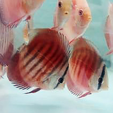 DM-0600: RED COVER DISCUS