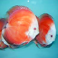 DM-0110: WHITE FACE RED MELON DISCUS