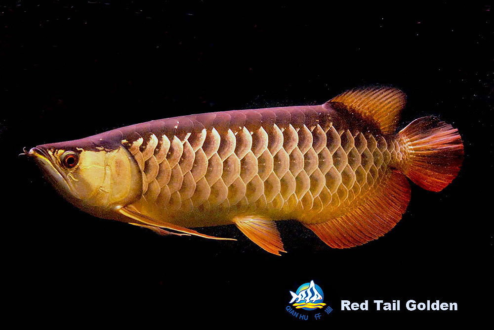 7)red tail golden